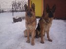 kopie - borgie a dago.jpg | Chovatelská stanice Daxis